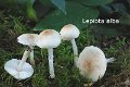 Lepiota erminea-amf1172